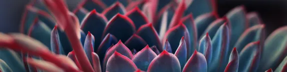 Red Succulent